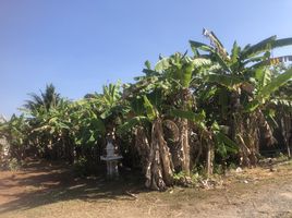  Grundstück zu verkaufen in Takua Thung, Phangnga, Khok Kloi, Takua Thung