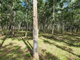  Land for sale in Thep Krasattri, Thalang, Thep Krasattri