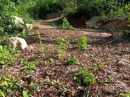 在素叻出售的 土地, Ko Tao, Ko Pha-Ngan, 素叻