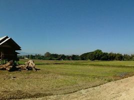 ขายที่ดิน ใน สันทราย เชียงใหม่, หนองแหย่ง, สันทราย