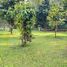  Land for sale in Chomphu, Saraphi, Chomphu