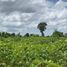  Land for sale in Krong Siem Reap, Siem Reap, Krong Siem Reap