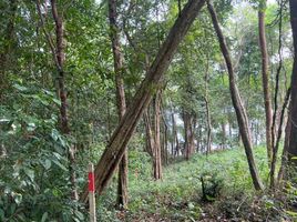  Land for sale in Thalang, Phuket, Pa Khlok