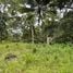  Land for sale in Koh Samui Surat Thani, Lipa Noi, Koh Samui, Surat Thani