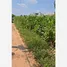  Land for sale in Wang Khanai, Kanchanaburi, Wang Khanai, Tha Muang, Kanchanaburi