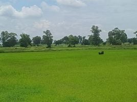  Grundstück zu verkaufen in Chakkarat, Nakhon Ratchasima, Si Lako, Chakkarat