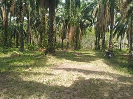  Land for sale in Krabi Airport, Nuea Khlong, Krabi Noi