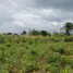  Land for sale in Akwapim South Eastern, Akwapim South, Eastern, Ghana