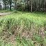  Land for sale in Phuket, Pa Khlok, Thalang, Phuket