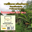  Land for sale in AsiaVillas, Pak Chong, Pak Chong, Nakhon Ratchasima, Thailand