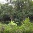  Land for sale in Fang, Chiang Mai, Mon Pin, Fang