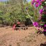 24 Bedroom Hotel for sale in Atenas Alajuela, Atenas, Alajuela, Costa Rica