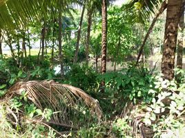  Grundstück zu verkaufen in Takua Thung, Phangnga, Khok Kloi