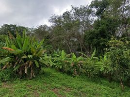  Grundstück zu verkaufen in Thalang, Phuket, Pa Khlok