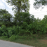  Land for sale in Lampang, Pong Yang Khok, Hang Chat, Lampang