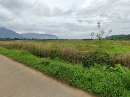  Land for sale in Chiang Mai, Chiang Dao, Chiang Dao, Chiang Mai