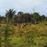 Land for sale in Amazonas, Rio Preto Da Eva, Rio Preto Da Eva, Amazonas