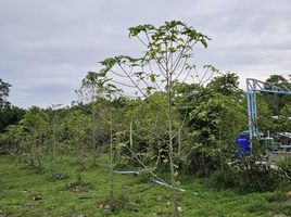  Grundstück zu verkaufen in Thalang, Phuket, Pa Khlok, Thalang