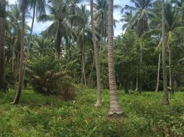  Grundstück zu verkaufen in Koh Samui, Surat Thani, Lipa Noi