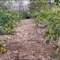  Land for sale in Lintong Nihuta, North Sumatera, Lintong Nihuta, Tapanuli Utara