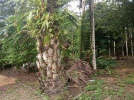  Land for sale in Kapong, Phangnga, Rommani, Kapong