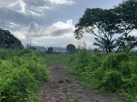  Land for sale in Nakhon Pathom, Tha Talat, Sam Phran, Nakhon Pathom