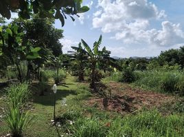  Grundstück zu verkaufen in Takua Thung, Phangnga, Khok Kloi