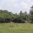  Land for sale in Na Hin Lat, Pak Phli, Na Hin Lat