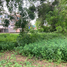  Land for sale in Pru Yai, Mueang Nakhon Ratchasima, Pru Yai