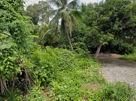  Grundstück zu verkaufen in Saraphi, Chiang Mai, Yang Noeng