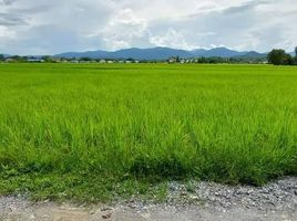  Land for sale in Thuem Tong, Mueang Nan, Thuem Tong