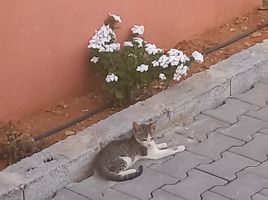 4 Schlafzimmer Villa zu vermieten in Tiznit, Souss Massa Draa, Anezi, Tiznit