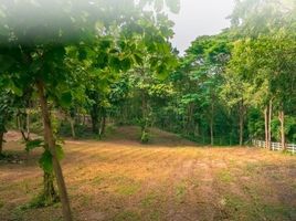  Grundstück zu verkaufen in Mae Rim, Chiang Mai, Rim Tai, Mae Rim