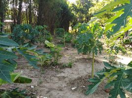  Grundstück zu verkaufen in Mueang Chiang Mai, Chiang Mai, Chang Phueak