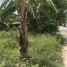  Land for sale in Koh Samui Surat Thani, Bo Phut