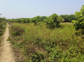  Land for sale in Mae Faek Mai, San Sai, Mae Faek Mai