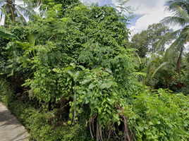  Land for sale in Yang Noeng, Saraphi, Yang Noeng