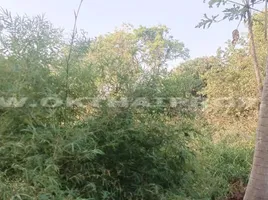  Grundstück zu verkaufen in Sai Noi, Nonthaburi, Nong Phrao Ngai