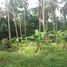  Land for sale in Bo Phut, Koh Samui, Bo Phut