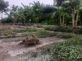  Grundstück zu verkaufen in Koh Samui, Surat Thani, Lipa Noi, Koh Samui