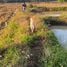  Grundstück zu verkaufen in Ko Kha, Lampang, Tha Pha, Ko Kha, Lampang