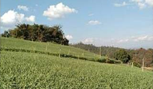 Земельный участок, N/A на продажу в Mae Na Toeng, Mae Hong Son 