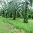  Land for sale in Tha Yang, Mueang Chumphon, Tha Yang