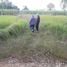  Land for sale in Mueang Khon Kaen, Khon Kaen, Sawathi, Mueang Khon Kaen