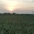  Land for sale in Ban Bueng Chon Buri, Nong Phai Kaeo, Ban Bueng