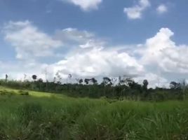  Land for sale in Amazonas, Novo Airao, Amazonas