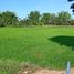  Land for sale in Mueang Chaiyaphum, Chaiyaphum, Nong Na Saeng, Mueang Chaiyaphum