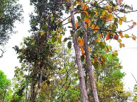  Grundstück zu verkaufen in Kuchinarai, Kalasin, Chaen Laen