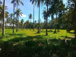  Grundstück zu verkaufen in Thalang, Phuket, Pa Khlok, Thalang