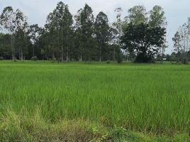  Land for sale in Roi Et, Nuea Mueang, Mueang Roi Et, Roi Et